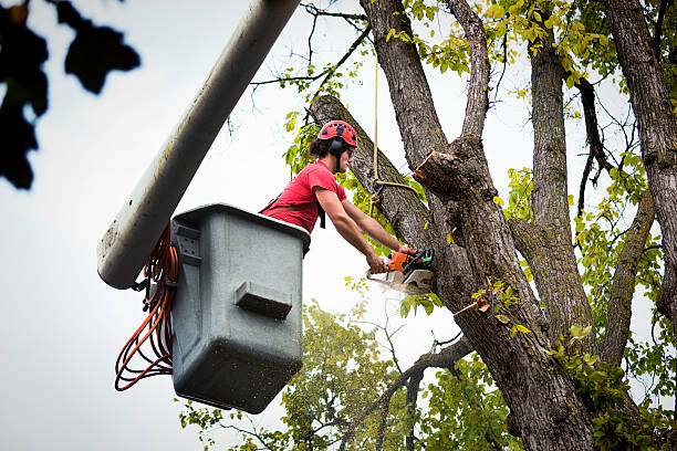 How Our Tree Care Process Works  in  Pinckneyville, IL